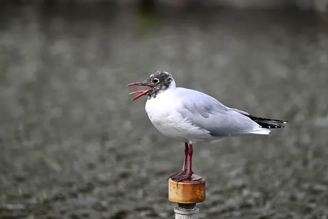 Species Image