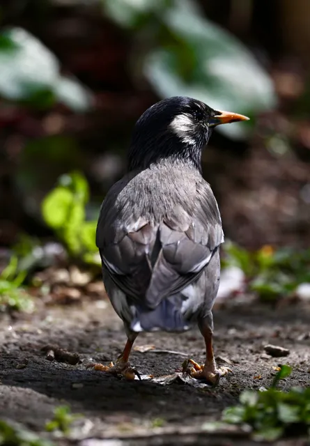 Species Image