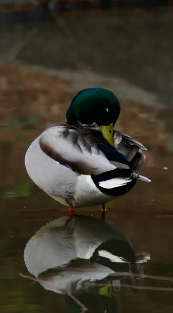 Species Image