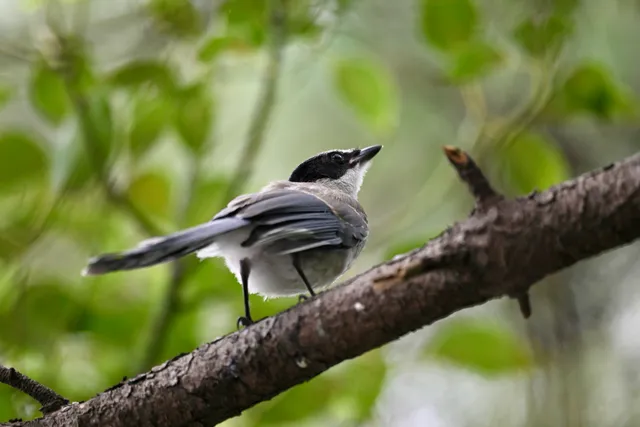 Species Image