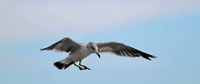 Species Image