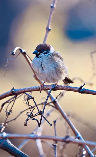 野鳥の写真