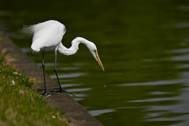 Species Image