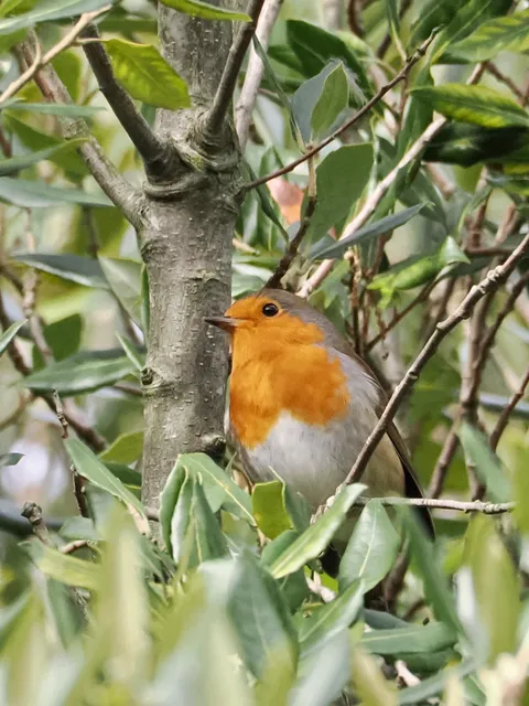Species Image