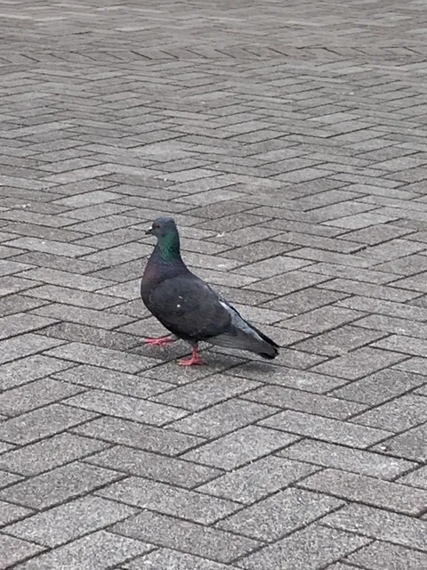 野鳥の写真