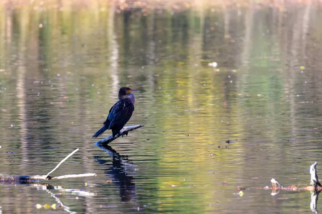 野鳥の写真
