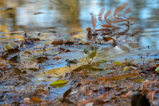野鳥の写真
