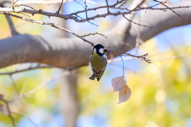 野鳥の写真