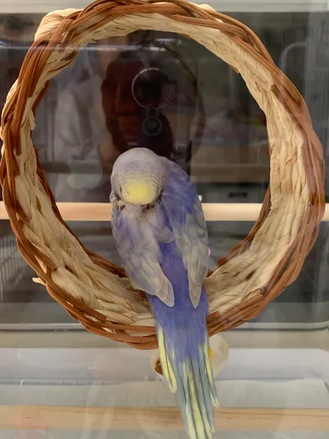 野鳥の写真