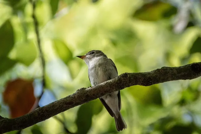 Species Image