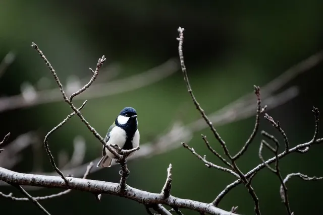 Species Image