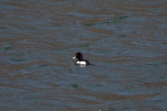 Species Image