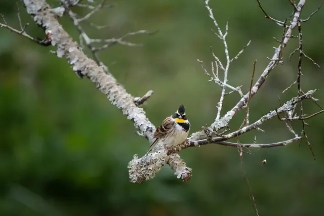Species Image