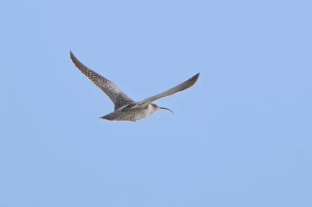 Species Image