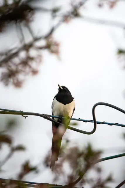 野鳥の写真