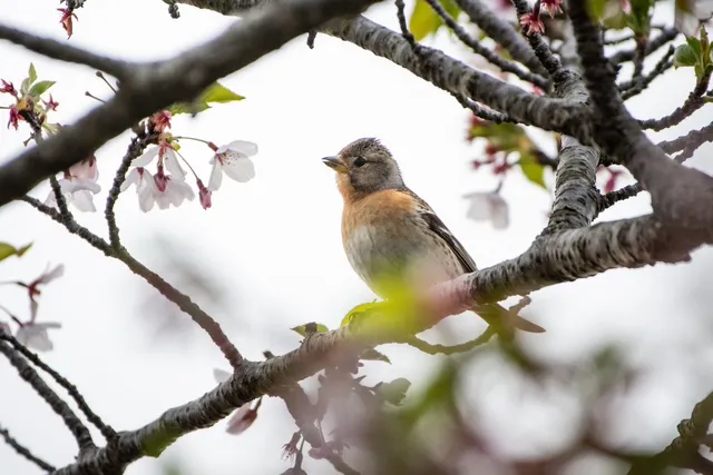 Species Image