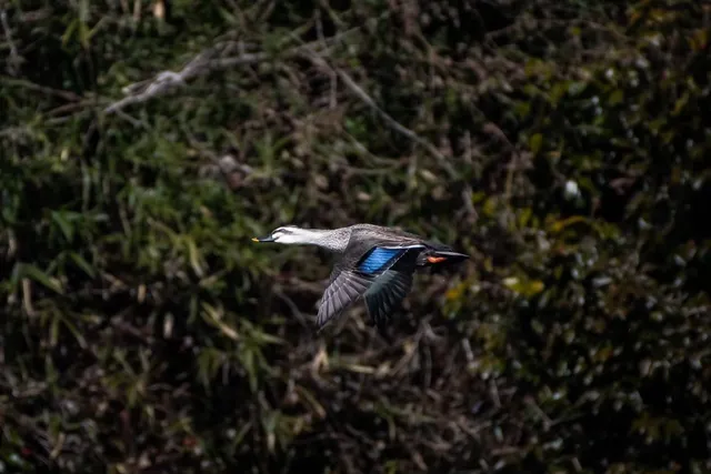 Species Image