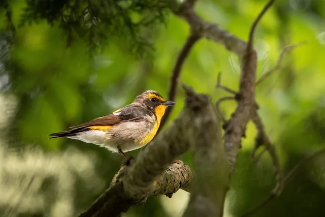 Species Image