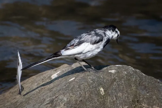 Species Image