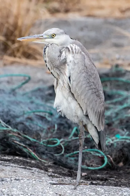 Species Image