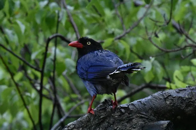 Species Image