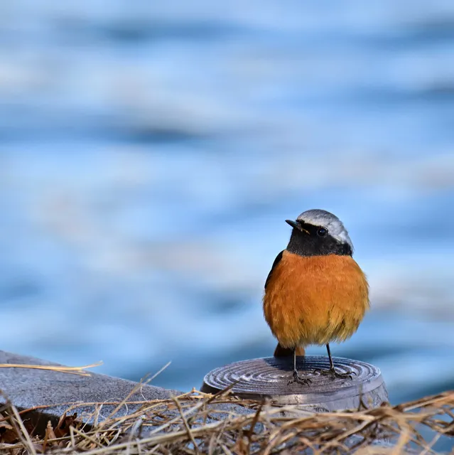 Species Image