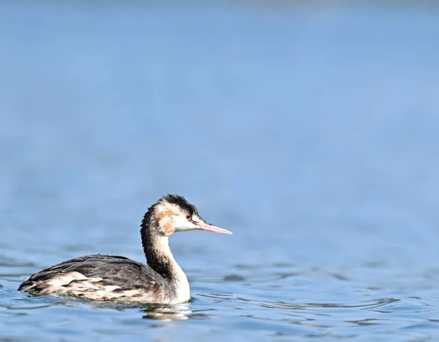 Species Image