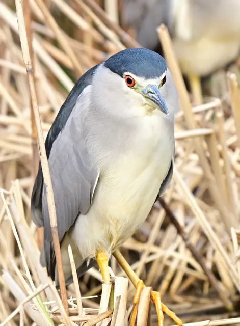Species Image