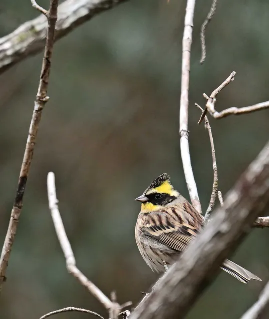 Species Image