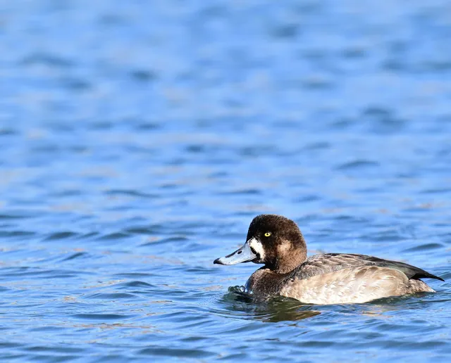 Species Image