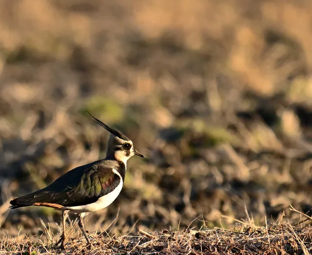 Species Image