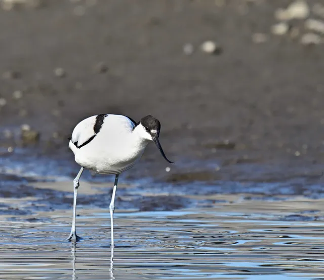 Species Image