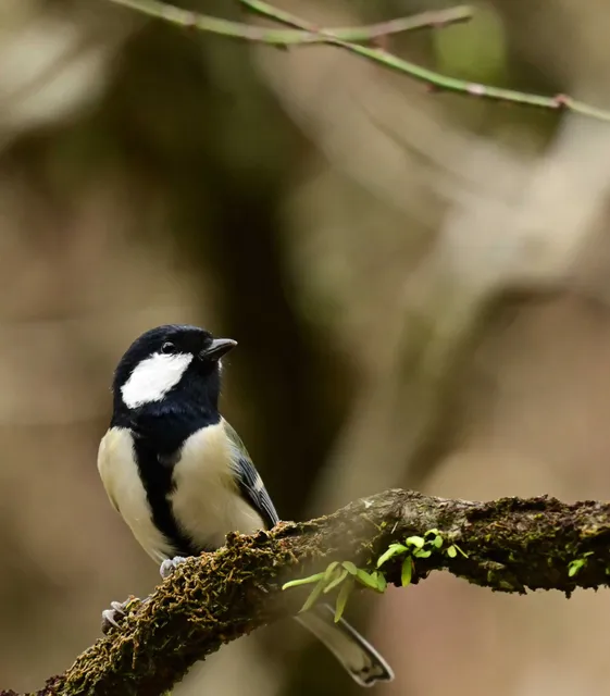Species Image