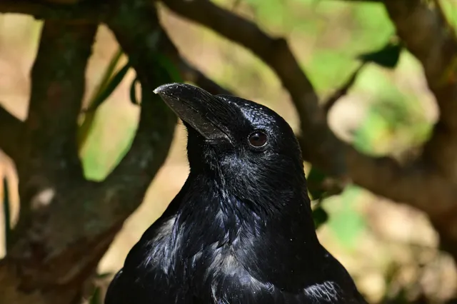 Species Image