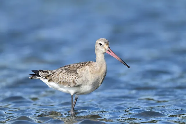 Species Image