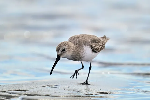 Species Image