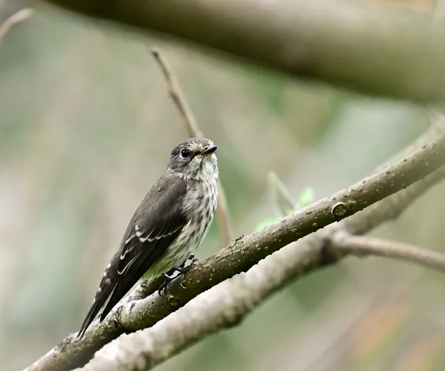 Species Image