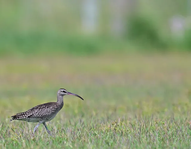 Species Image