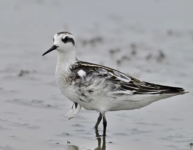 Species Image