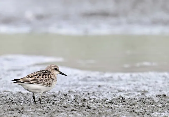 Species Image
