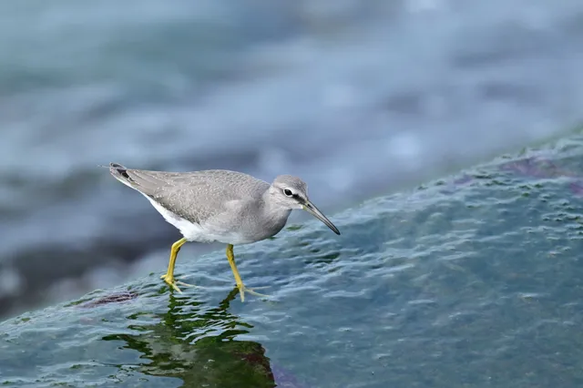 Species Image
