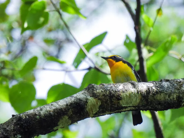 Species Image