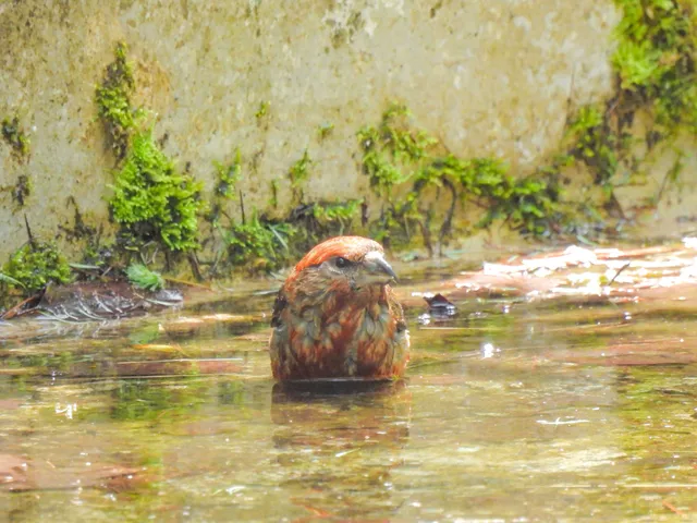 野鳥の写真