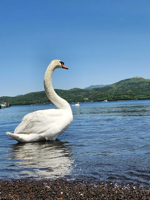 Species Image