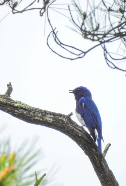 Species Image