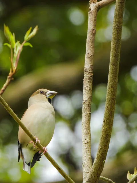 Species Image