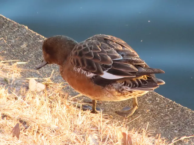Species Image