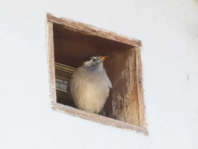 Species Image