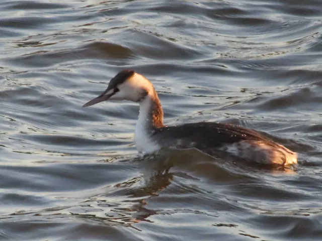 Species Image