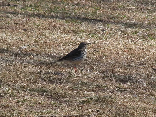 Species Image